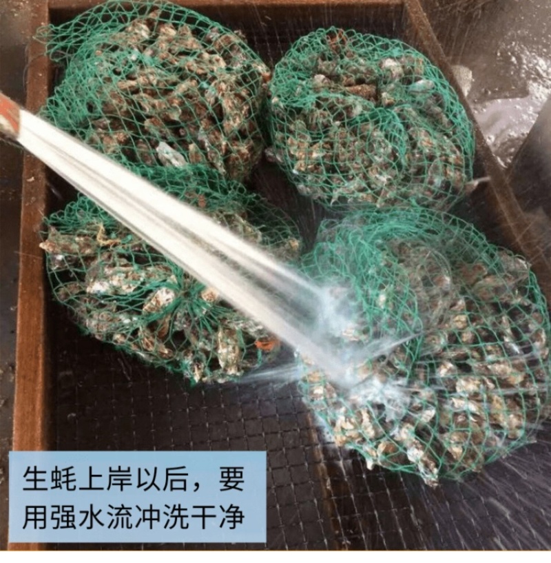 珍珠蚝烧烤生蚝半壳生蚝全壳深海牡蛎新鲜活海蛎子