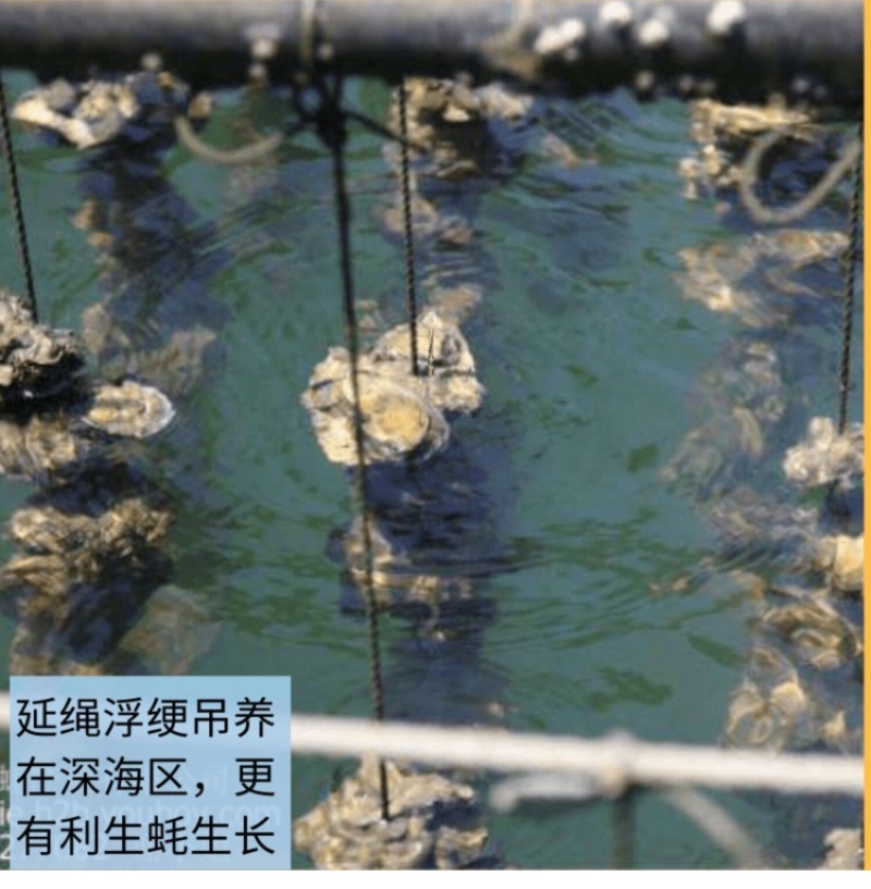 珍珠蚝烧烤生蚝半壳生蚝全壳深海牡蛎新鲜活海蛎子