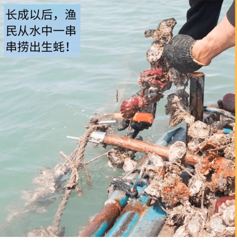 珍珠蚝烧烤生蚝半壳生蚝全壳深海牡蛎新鲜活海蛎子