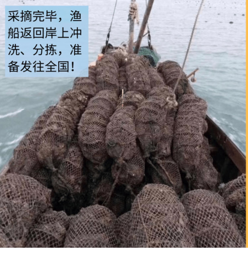 珍珠蚝烧烤生蚝半壳生蚝全壳深海牡蛎新鲜活海蛎子