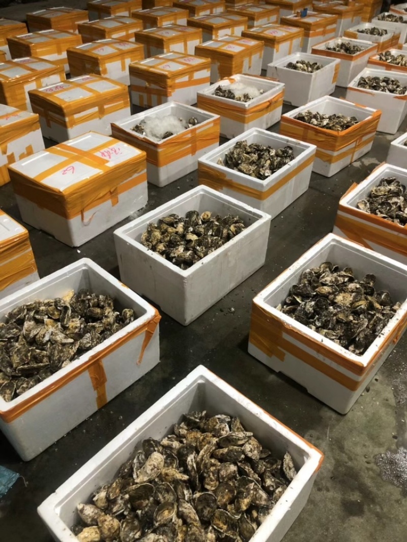 珍珠蚝烧烤生蚝半壳生蚝全壳深海牡蛎新鲜活海蛎子