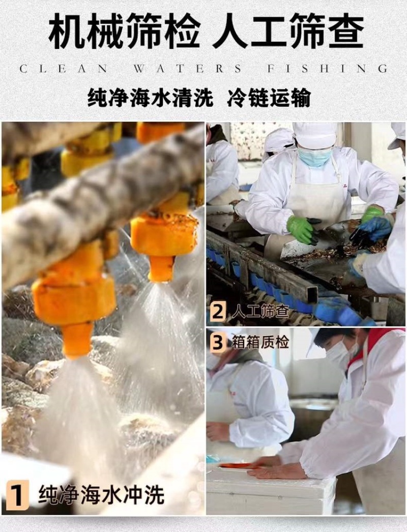 珍珠蚝烧烤生蚝半壳生蚝全壳深海牡蛎新鲜活海蛎子