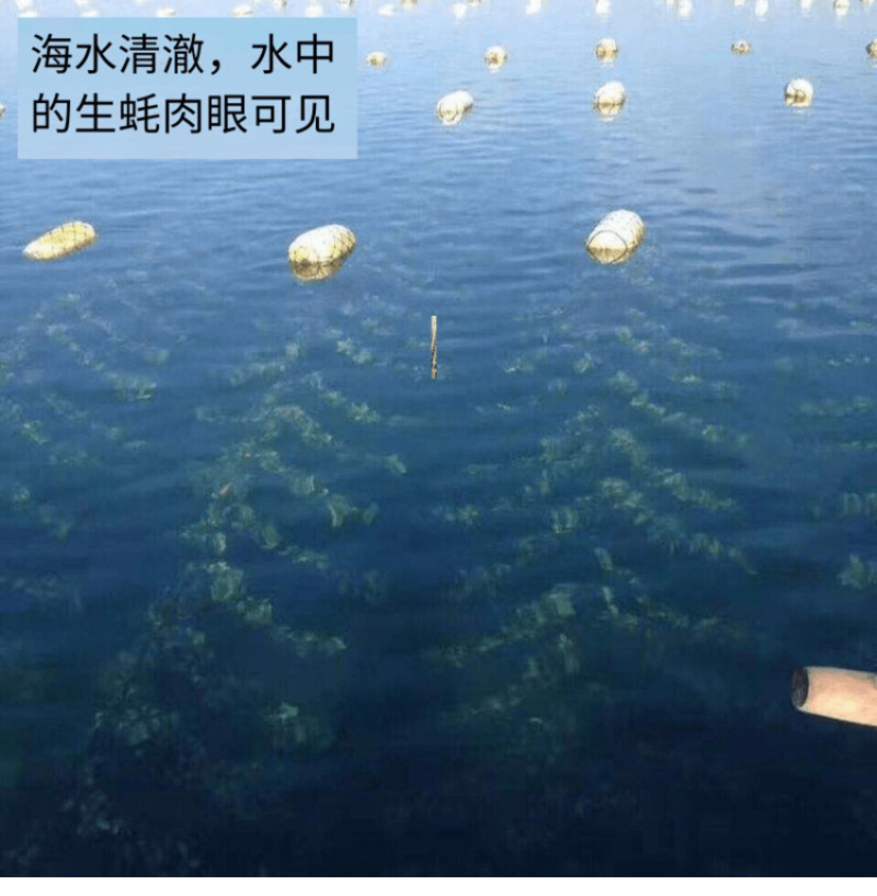 珍珠蚝烧烤生蚝半壳生蚝全壳深海牡蛎新鲜活海蛎子