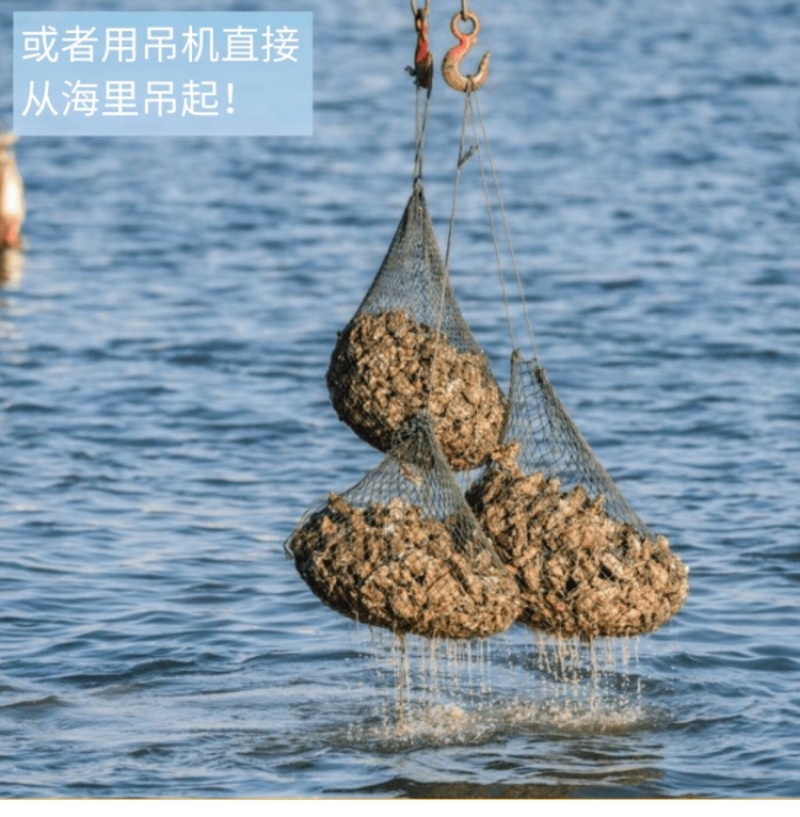 珍珠蚝烧烤生蚝半壳生蚝全壳深海牡蛎新鲜活海蛎子
