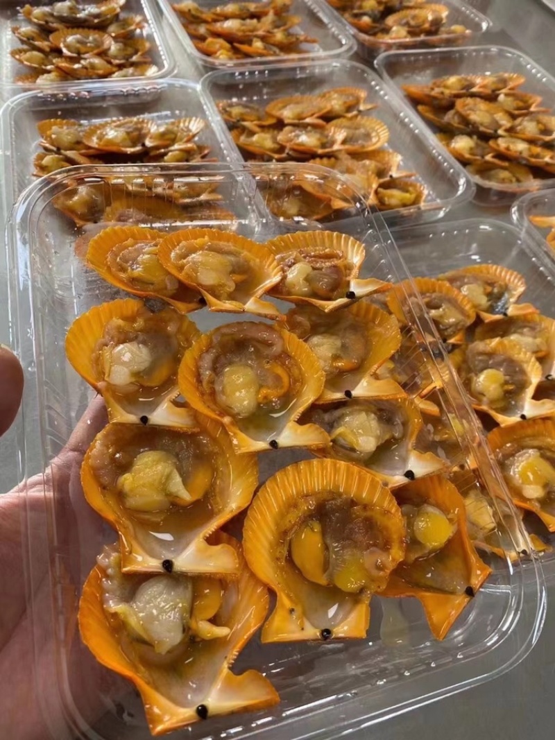 （热销）黄金扇贝半壳扇贝烧烤扇贝黄贝烧烤食材