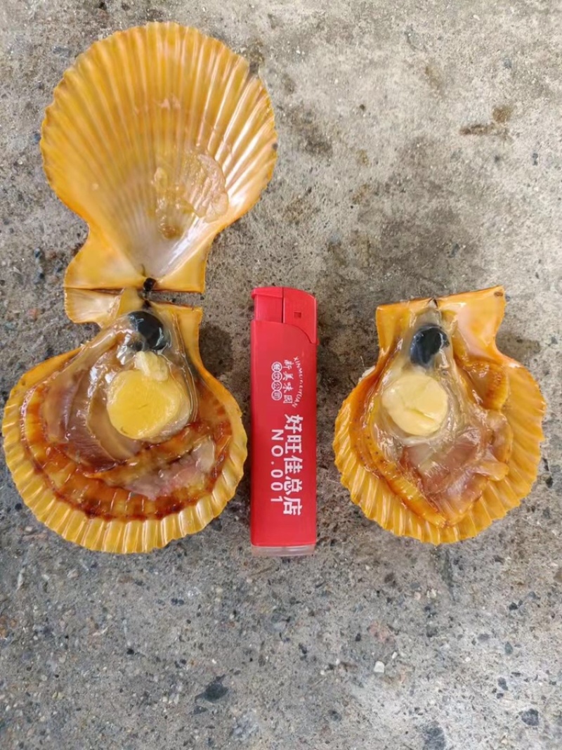 （热销）黄金扇贝半壳扇贝烧烤扇贝黄贝烧烤食材