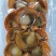 （热销）黄金扇贝半壳扇贝烧烤扇贝黄贝烧烤食材