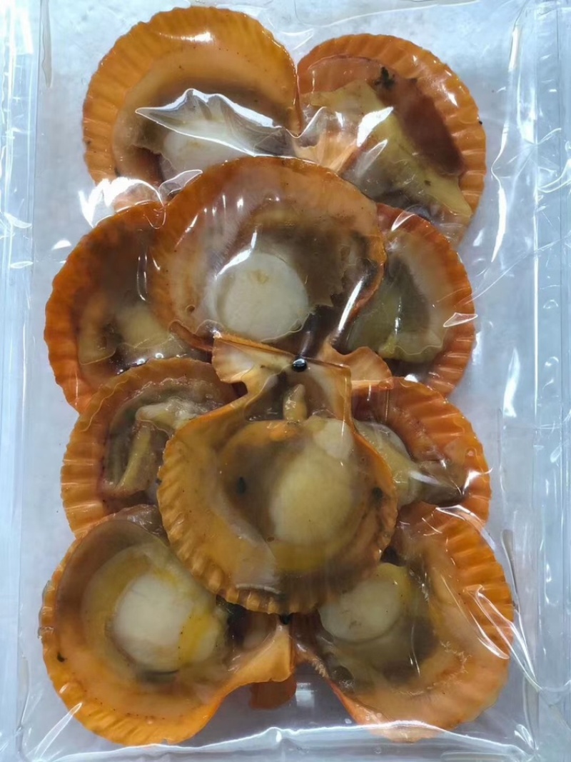（热销）黄金扇贝半壳扇贝烧烤扇贝黄贝烧烤食材