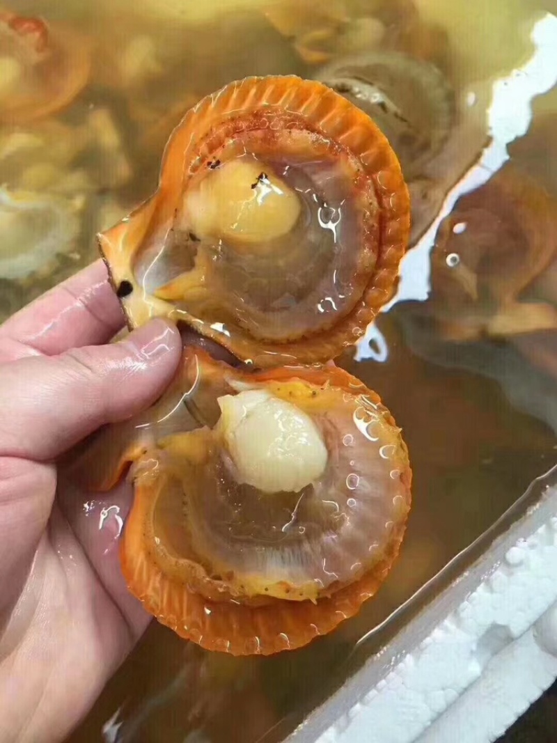 （热销）黄金扇贝半壳扇贝烧烤扇贝黄贝烧烤食材