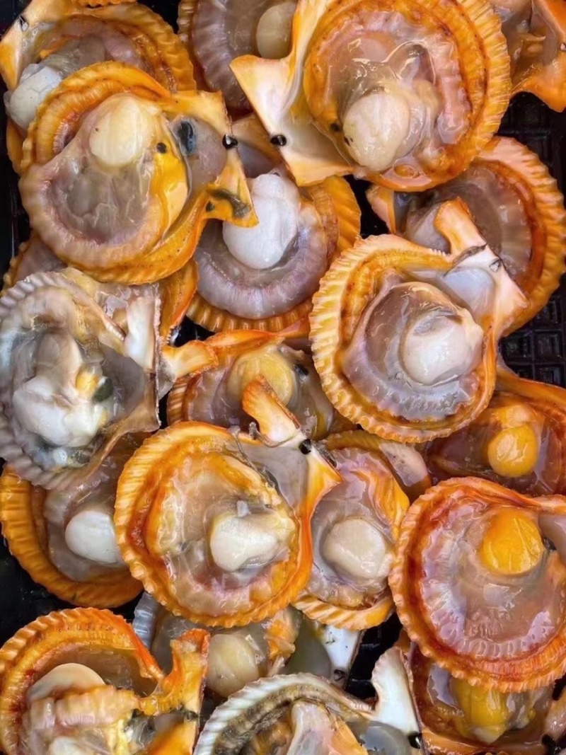 （热销）黄金扇贝半壳扇贝烧烤扇贝黄贝烧烤食材