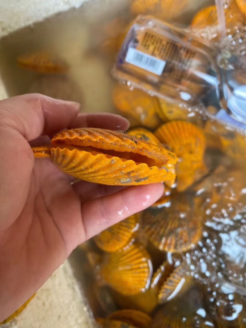 （热销）黄金扇贝半壳扇贝烧烤扇贝黄贝烧烤食材