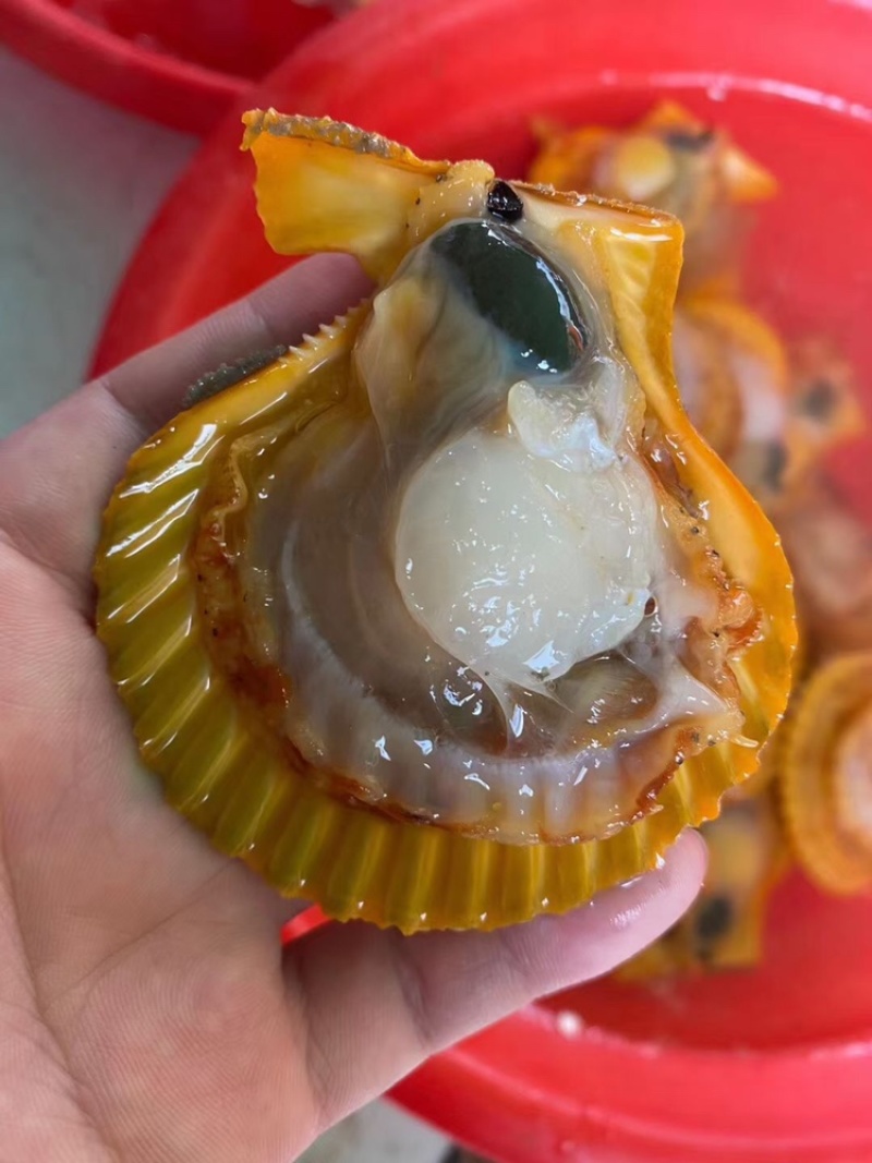 （热销）黄金扇贝半壳扇贝烧烤扇贝黄贝烧烤食材