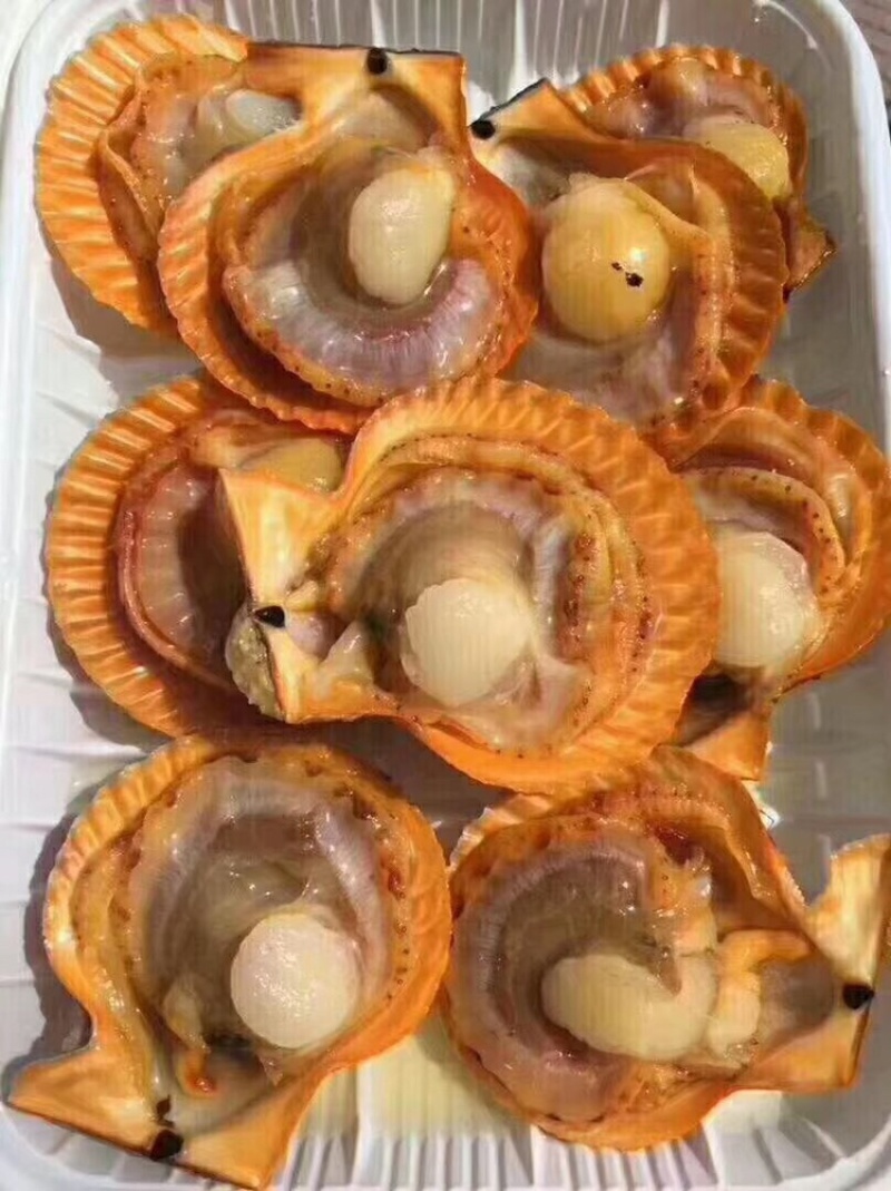 （热销）黄金扇贝半壳扇贝烧烤扇贝黄贝烧烤食材