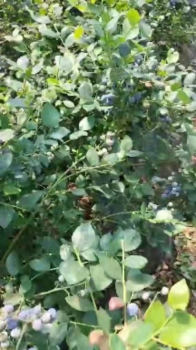 蓝莓，产地一手货源，质量保证