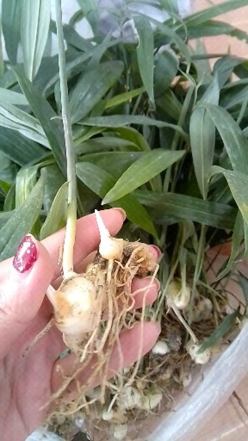 高杆大卷叶多花姜型不到苗大黄精，籽育苗。