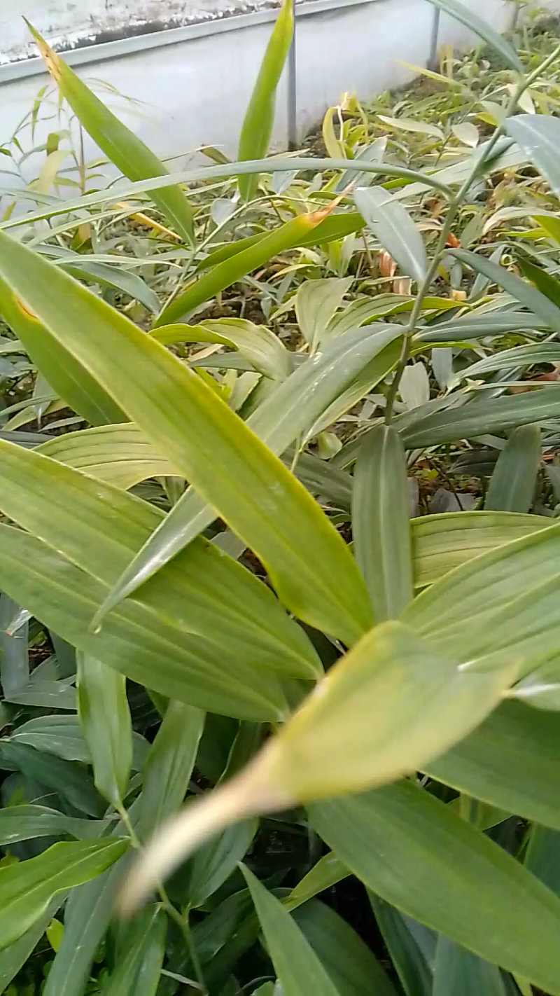 高杆大卷叶多花姜型不到苗大黄精，籽育苗。