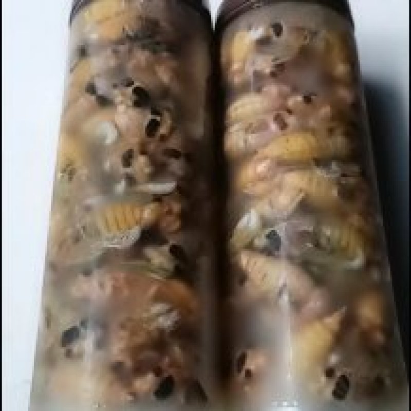 精品群鸣白蝉银蝉白知了猴白爬叉唐僧肉每瓶50只批发零售