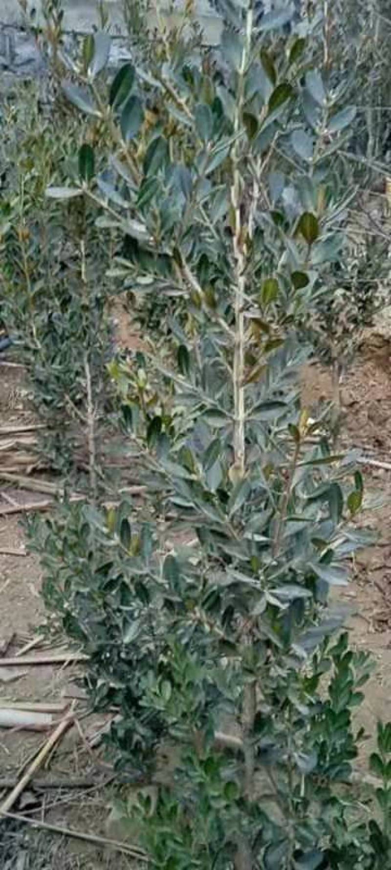 瓜子黄杨树黄杨苗