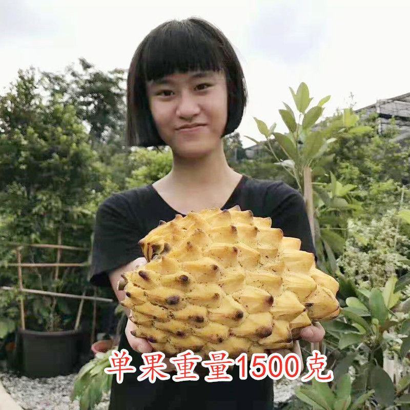 [新品种]黄龙释迦盆苗高嫁接苗美国黄龙释迦量大从优