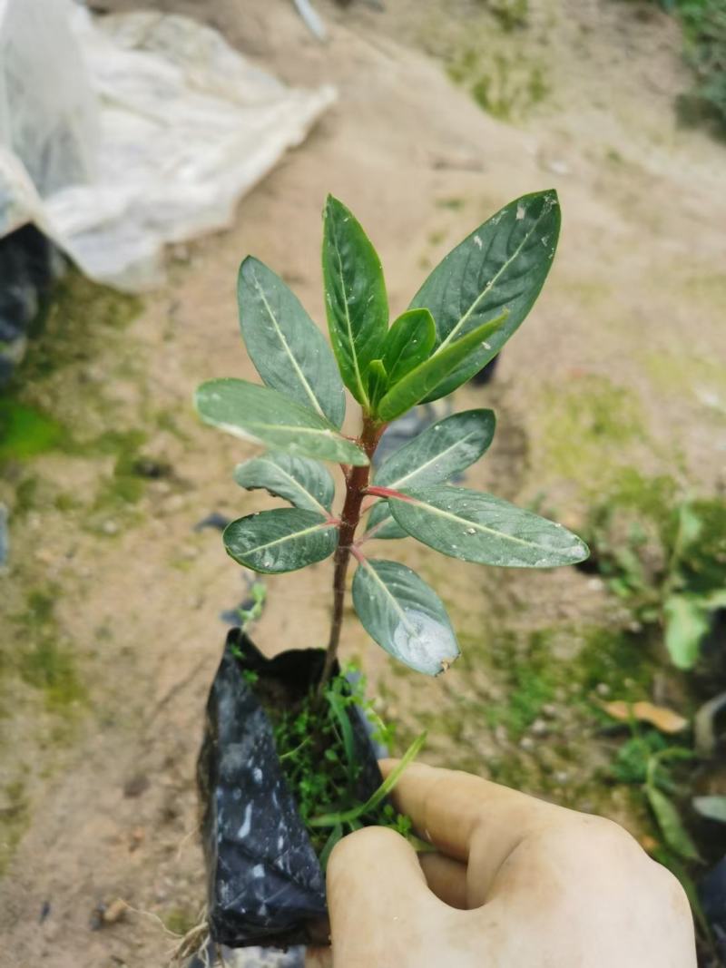 长春花，矮化品种，也有别的颜色欢迎选购。