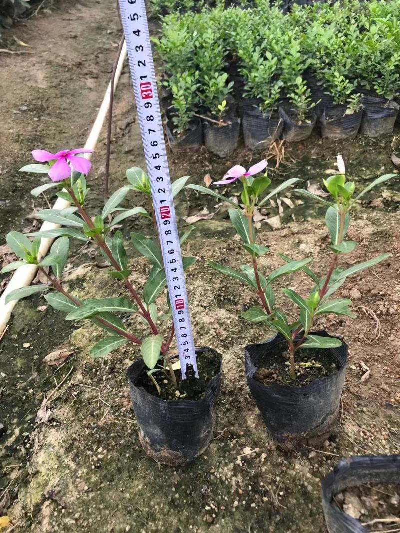 长春花，矮化品种，也有别的颜色欢迎选购。