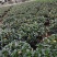 福建漳平金鱼吊兰盆栽带花苞盆栽办公室桌面绿植好养花卉盆栽