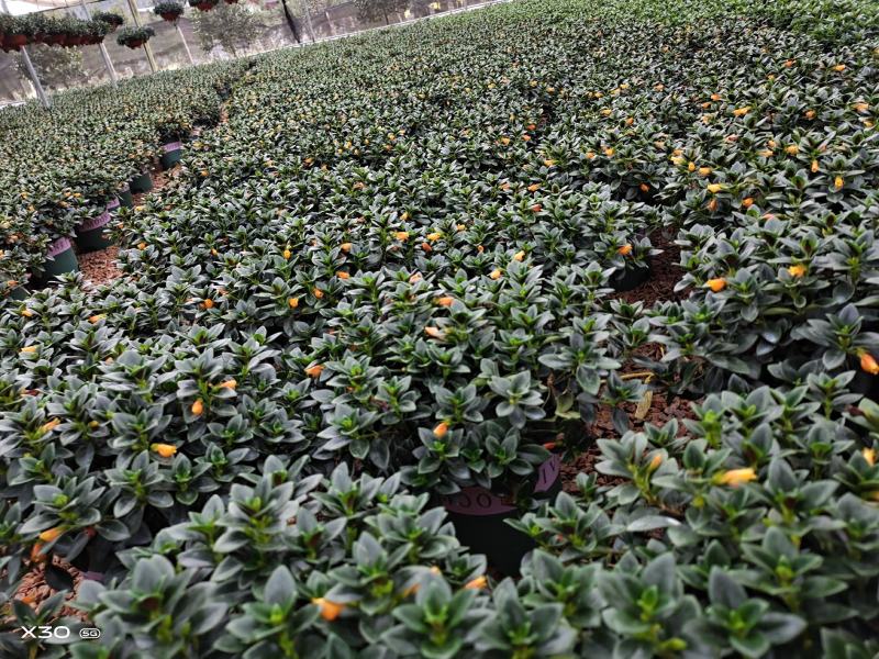 福建漳平金鱼吊兰盆栽带花苞盆栽办公室桌面绿植好养花卉盆栽