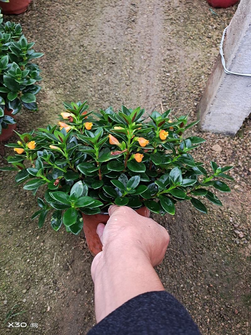 福建漳平金鱼吊兰盆栽带花苞盆栽办公室桌面绿植好养花卉盆栽