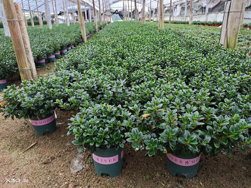 福建漳平金鱼吊兰盆栽带花苞盆栽办公室桌面绿植好养花卉盆栽