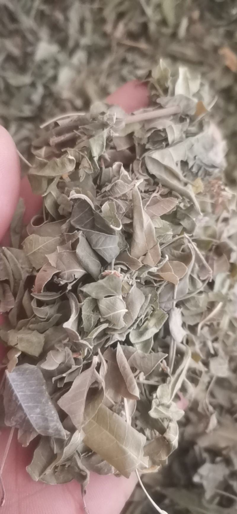 罗布麻新疆罗布麻花茶药用，茶用包邮