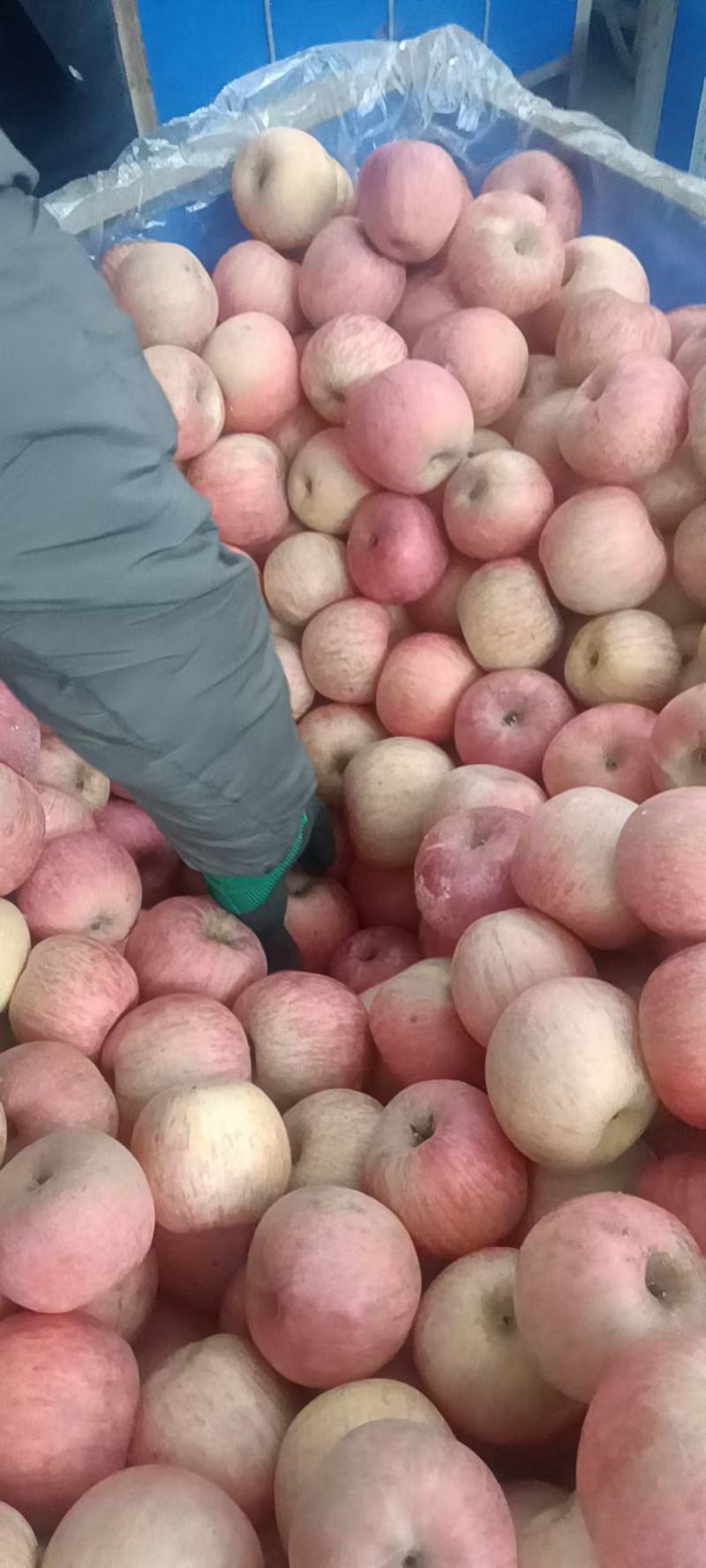 正宗栖霞苹果，全红条纹通通有货，抓紧时间抢货