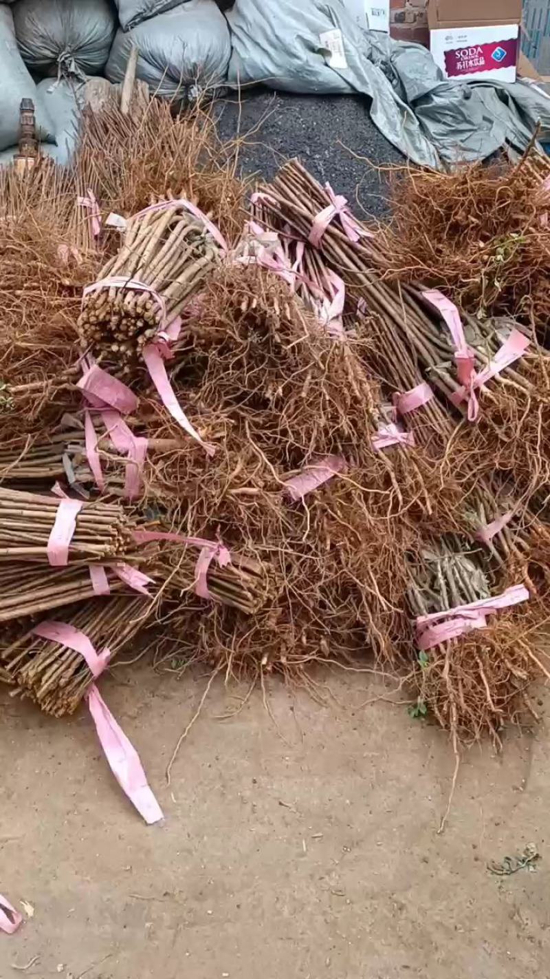 蜂糖李苗原生苗