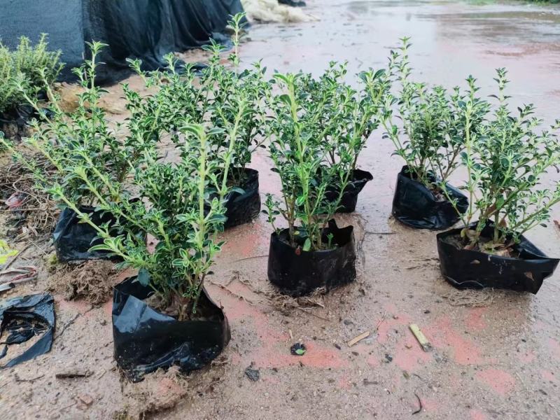 满天星六月雪绿化苗木有需要的联系量大优惠欢迎新老客户下单