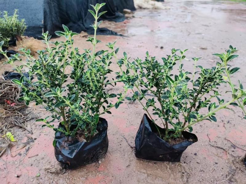满天星六月雪绿化苗木有需要的联系量大优惠欢迎新老客户下单