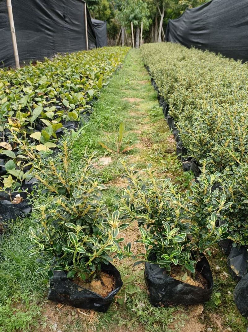 满天星六月雪绿化苗木有需要的联系量大优惠欢迎新老客户下单