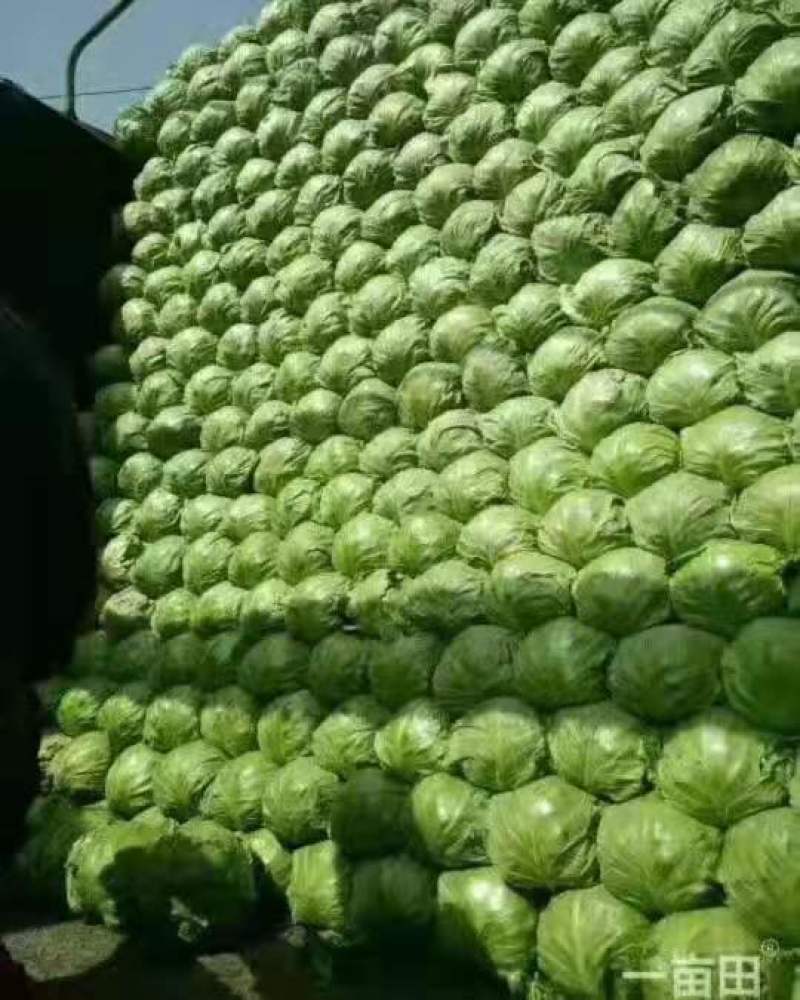 甘蓝
