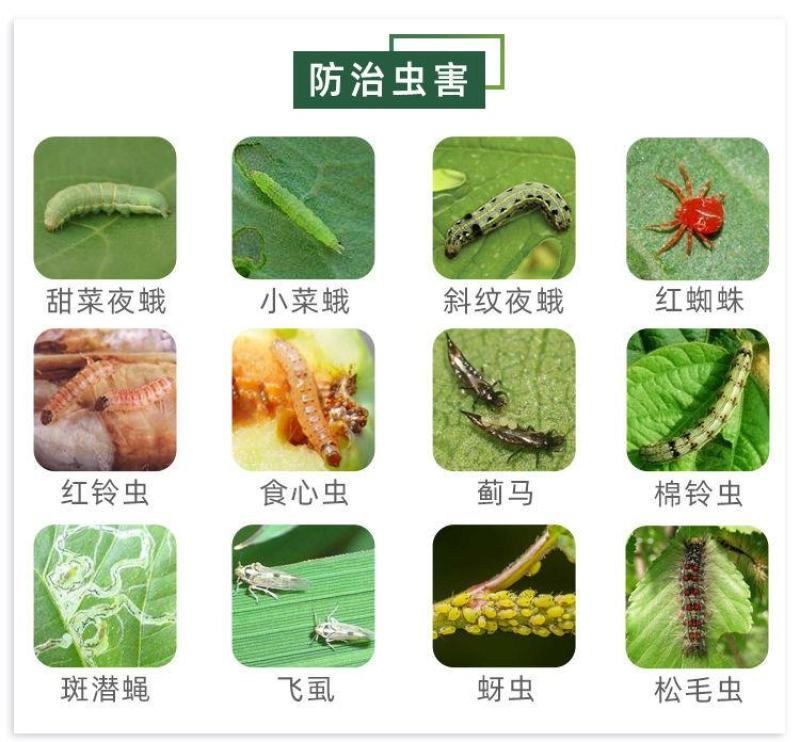 5%甲维盐阿维菌素高浓度水稻果树青虫甜菜夜蛾蓟马杀虫剂