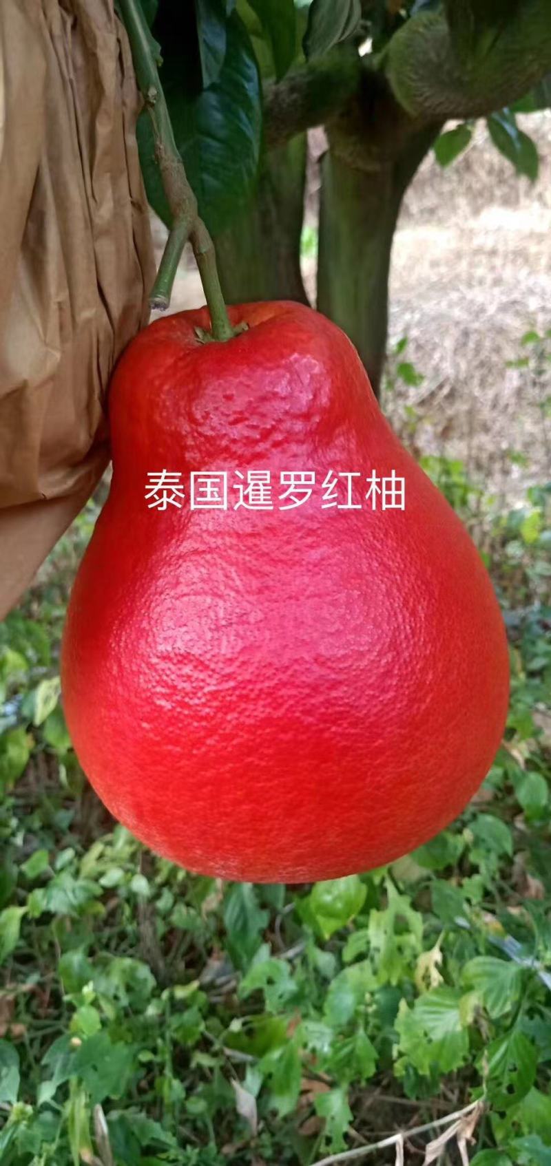 柚子树苗高端新品种暹罗柚子泰国三红柚品种优良嫁接果树包邮