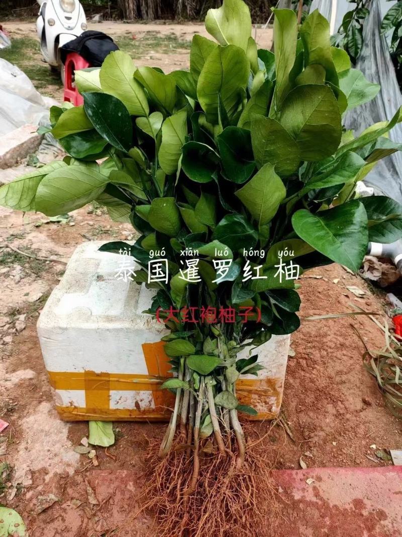 柚子树苗高端新品种暹罗柚子泰国三红柚品种优良嫁接果树包邮