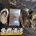 净化蚝鲜活生蚝全壳烧烤新鲜牡蛎半壳生蚝潮汕深海蚝
