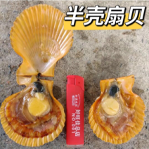 （热销）黄金扇贝半壳扇贝烧烤扇贝黄贝烧烤食材