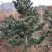 五针松，日本五针松，五叶松，松树，耐寒，短针，盆景，庭院