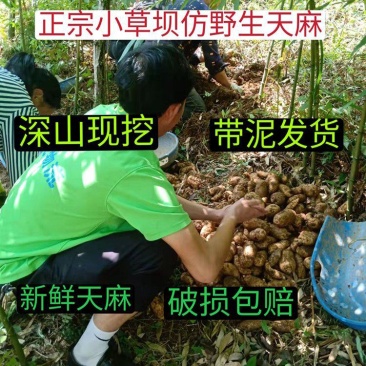 云南昭通小草坝天麻仿野生乌天麻，现挖现发，量大从优。