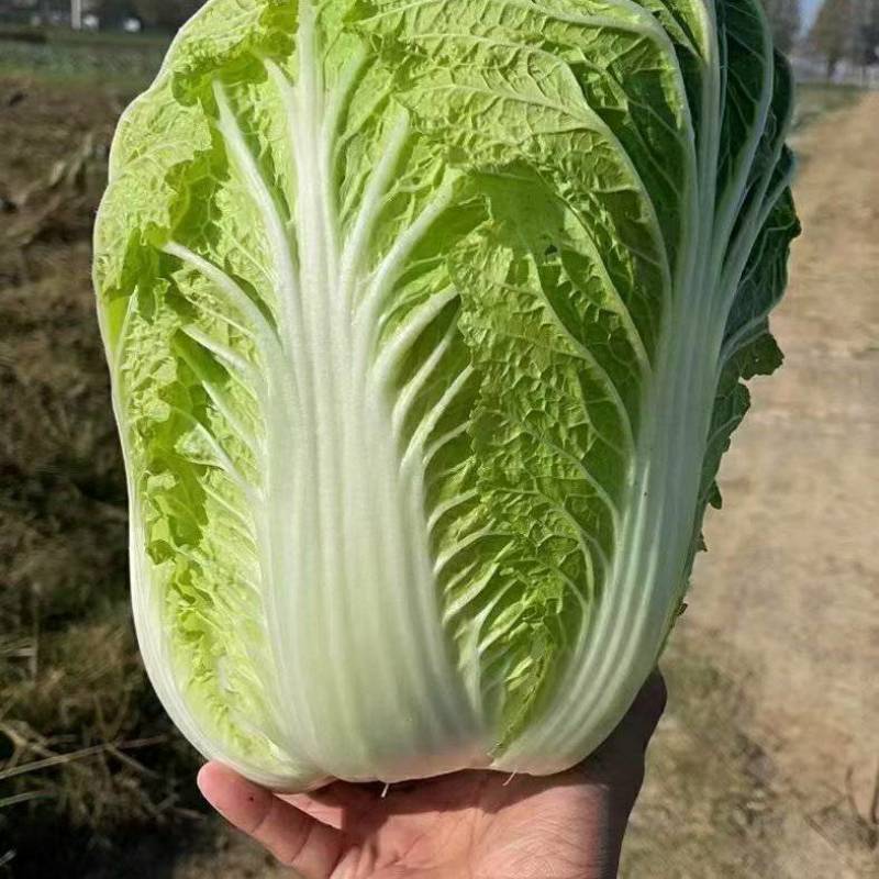 汉中白菜，质量好颜色嫩绿，味到纯正，欢迎选购