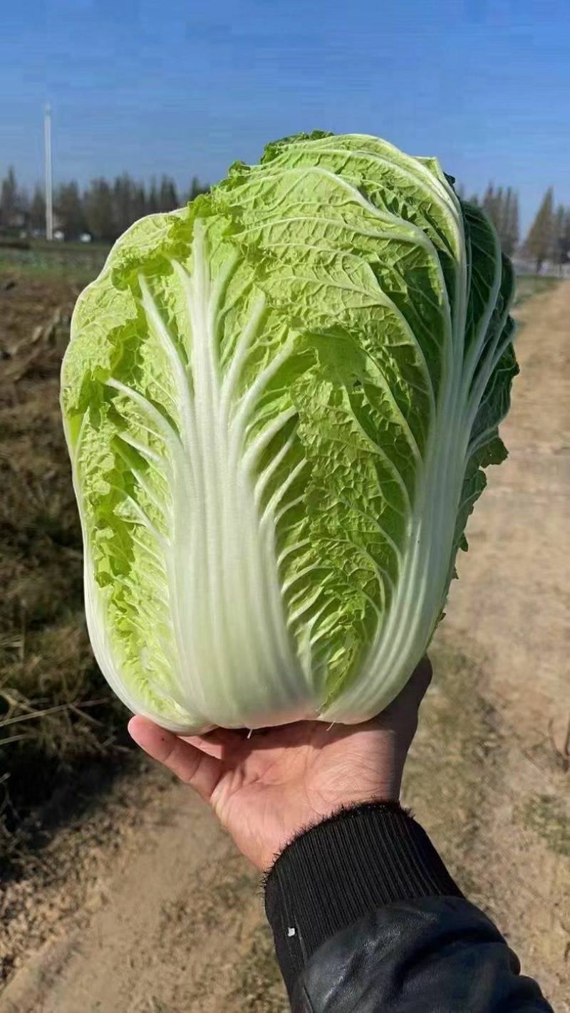 汉中白菜，质量好颜色嫩绿，味到纯正，欢迎选购