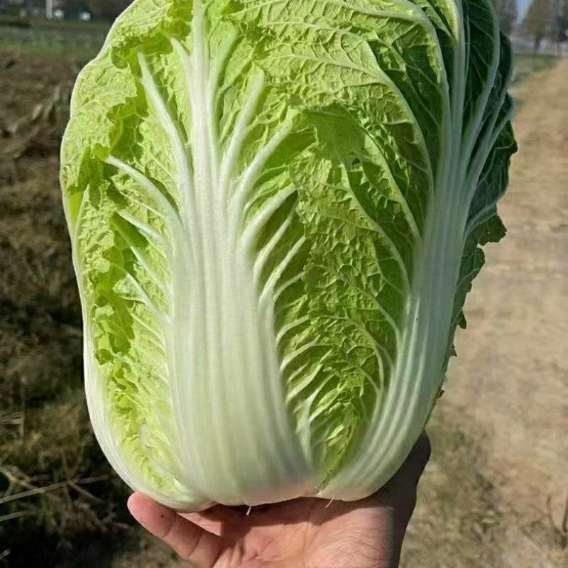 汉中白菜，质量好颜色嫩绿，味到纯正，欢迎选购