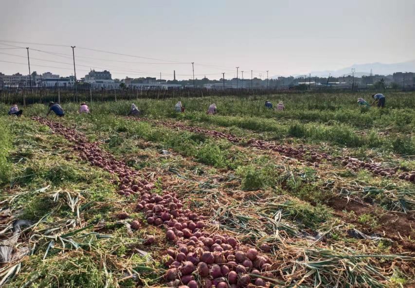 河南洋葱田间丰收场景