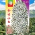 八棵杈高粱种子，100克