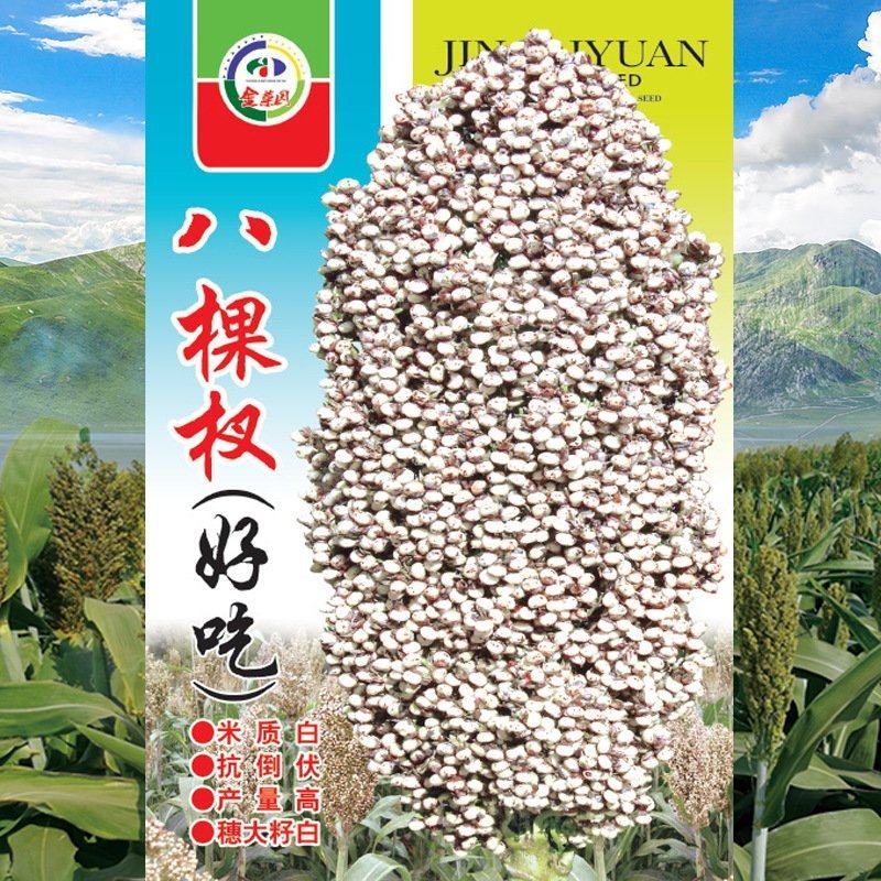 八棵杈高粱种子，100克