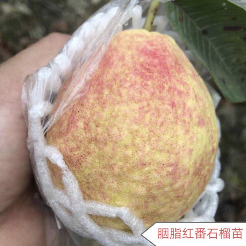 胭脂红苗正宗番石榴树苗紫色番石榴苗南北方种植四季可种包邮